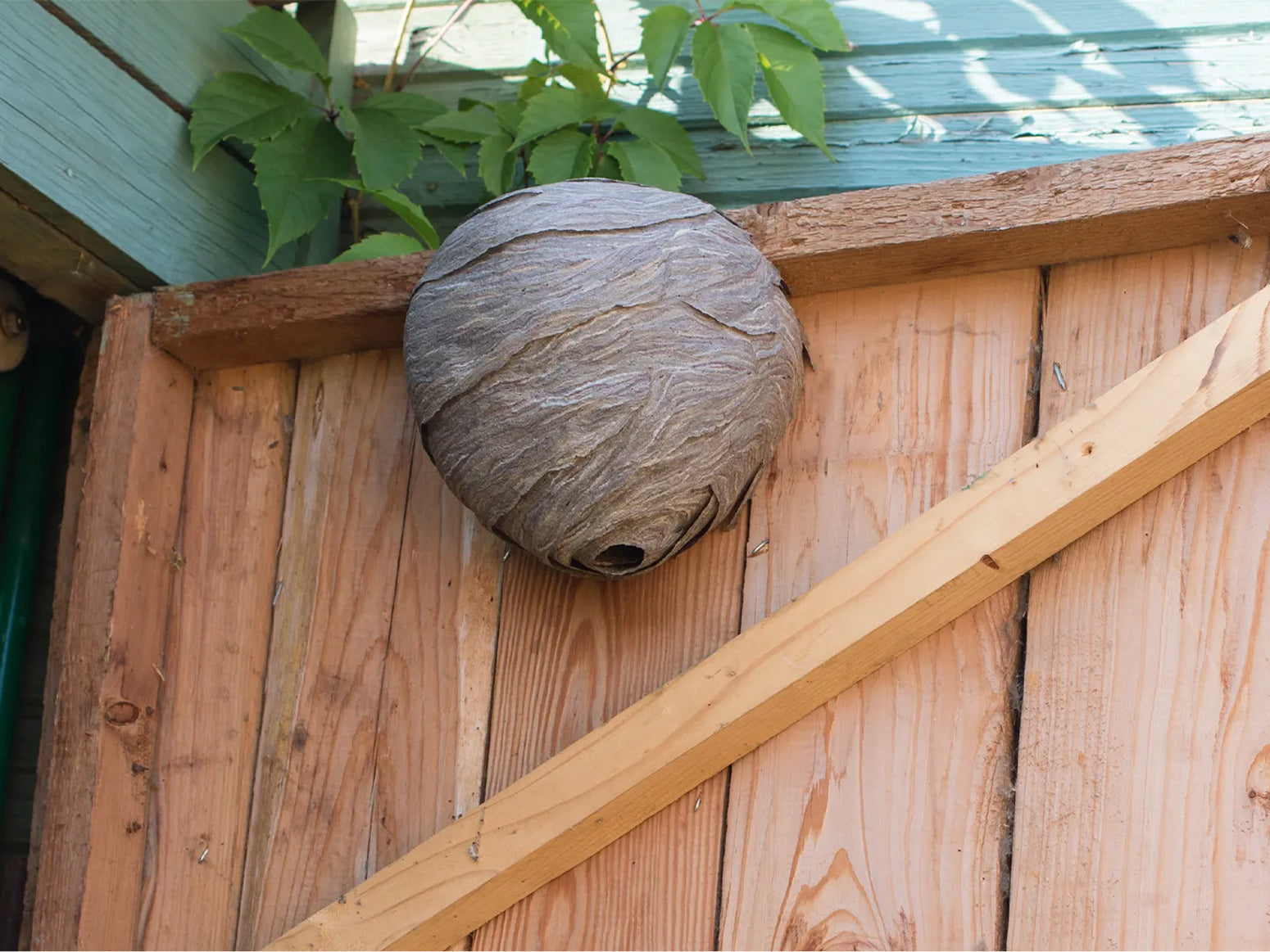 How to Get Rid of Wasps