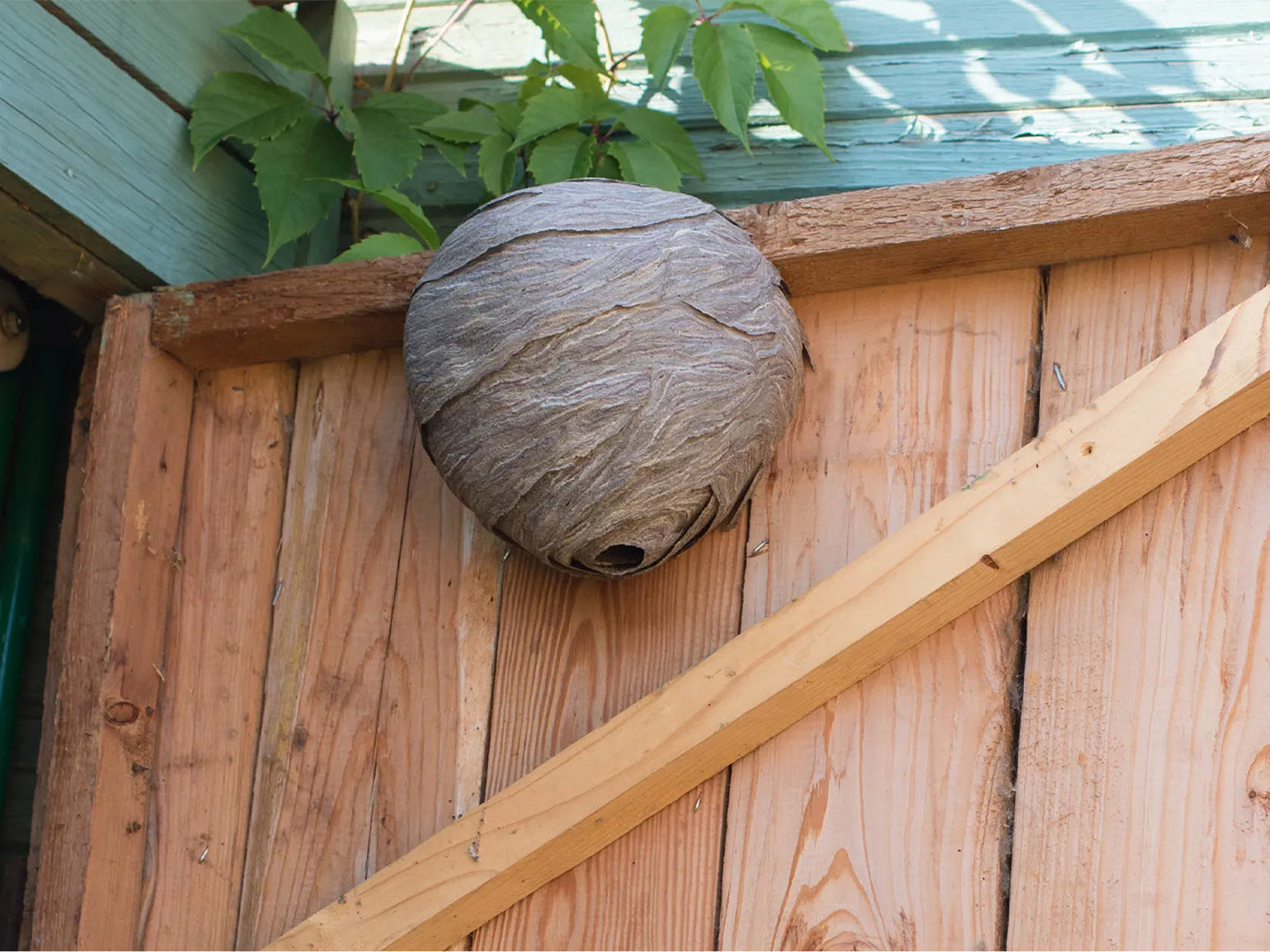 How to Get Rid of Wasps